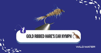 gold ribbed hare's ear