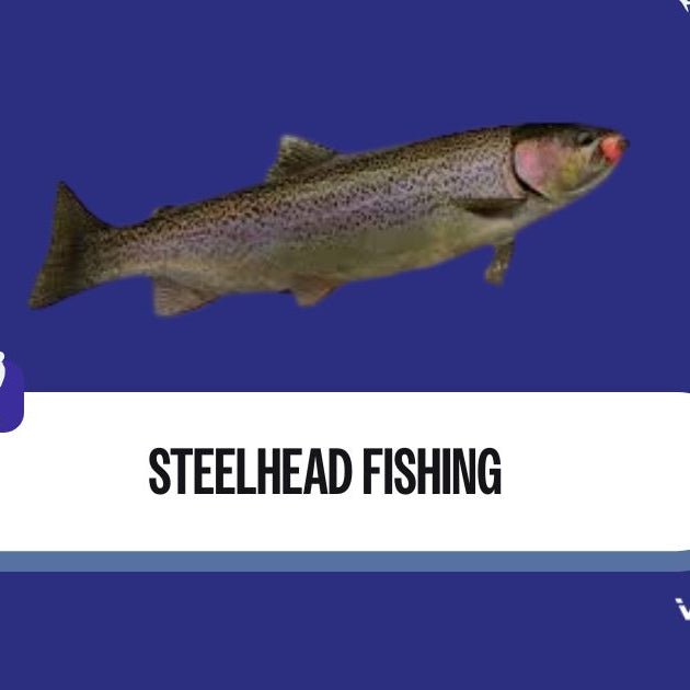 steelhead fishing