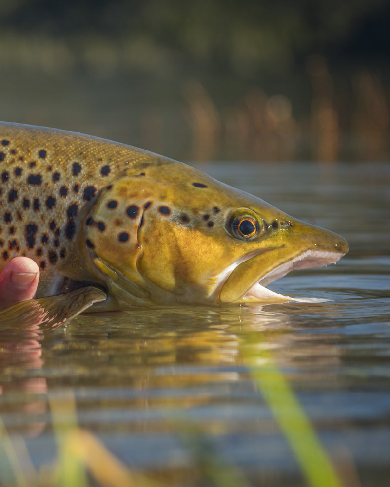 Wild Water Fly Fishing - Learn fly fishing the easy way for way less